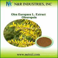 Fornecedor confiável extracto de folha de oliveira Oleuropeína 10% / 20% / 40%